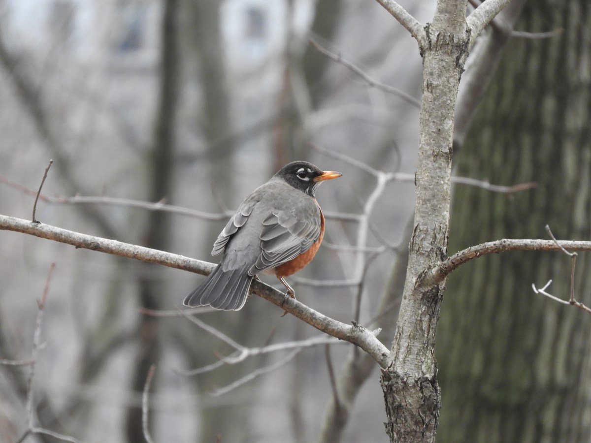 American Robins Arrive and&nbsp;Sing
