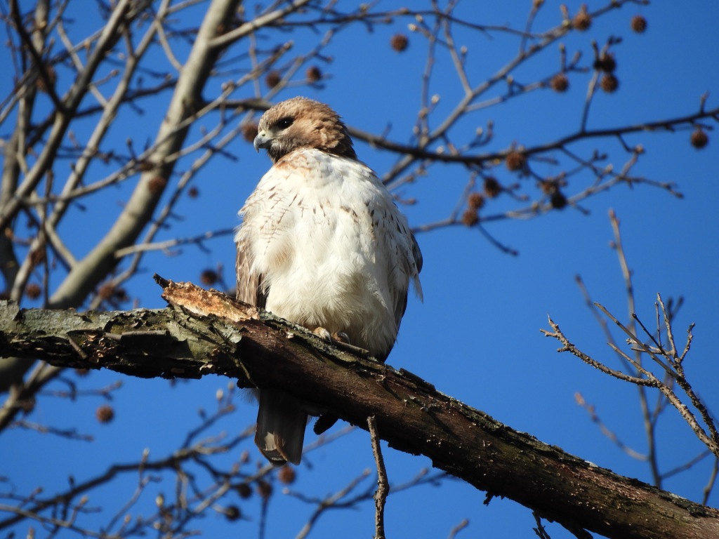 An Early Morning Photo Session with a Red-tailed Hawk