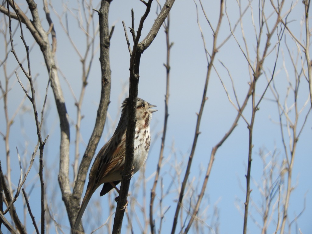 A Song Sparrow Singing at the Salt Marsh