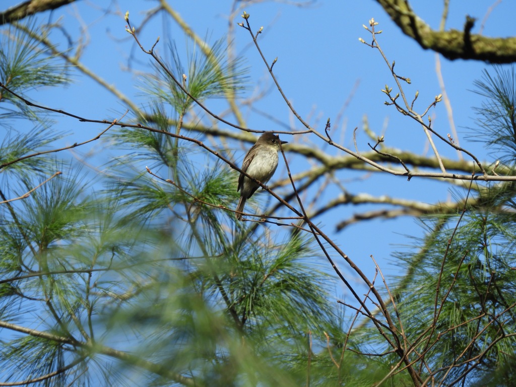 An Eastern Phoebe Explores the White Pines