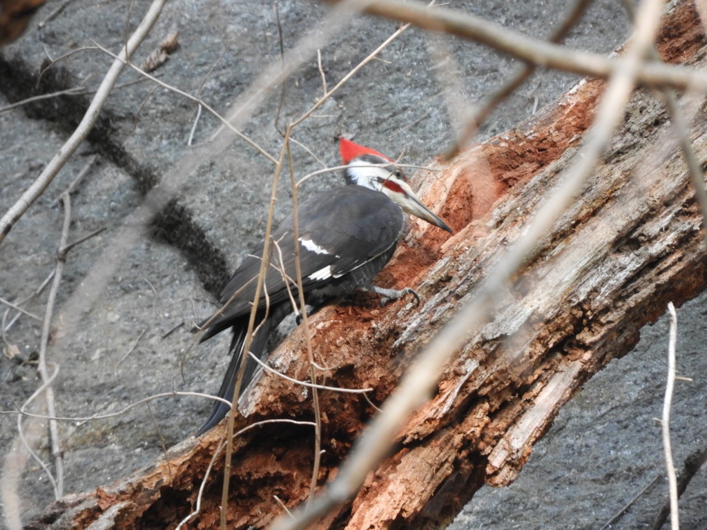 Crowdsourcing a Pileated Woodpecker in Inwood Hill Park