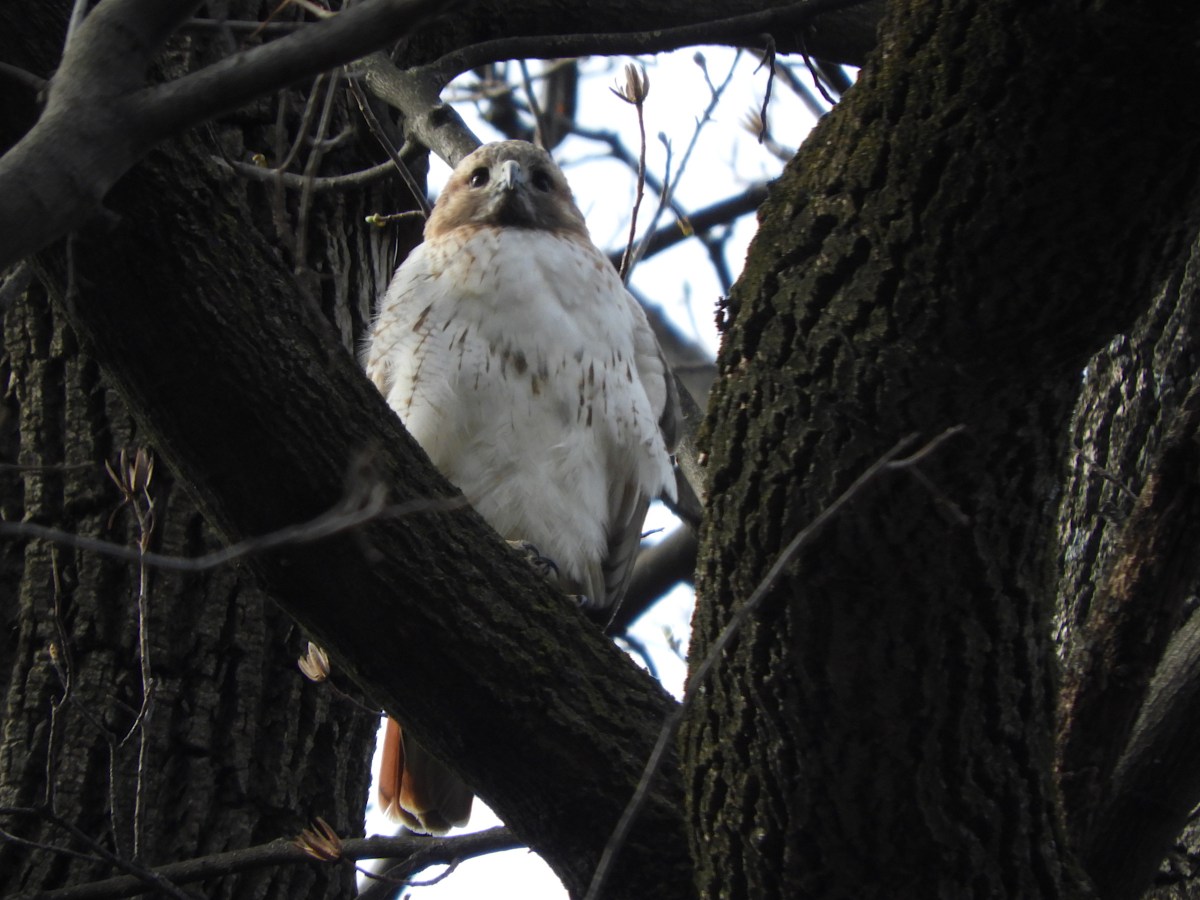 A Sky Full of&nbsp;Hawks