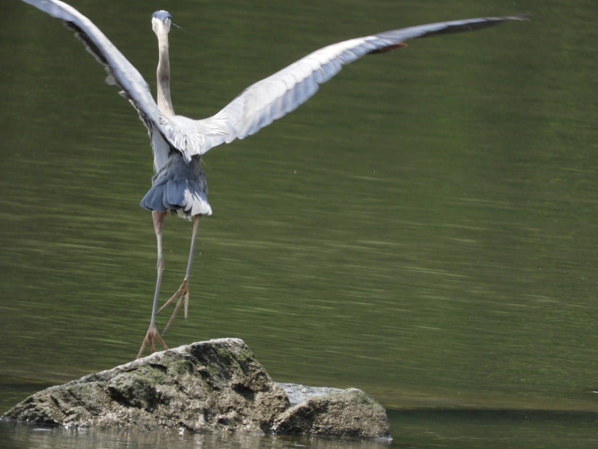 Fishing Lessons with the Great Blue&nbsp;Heron