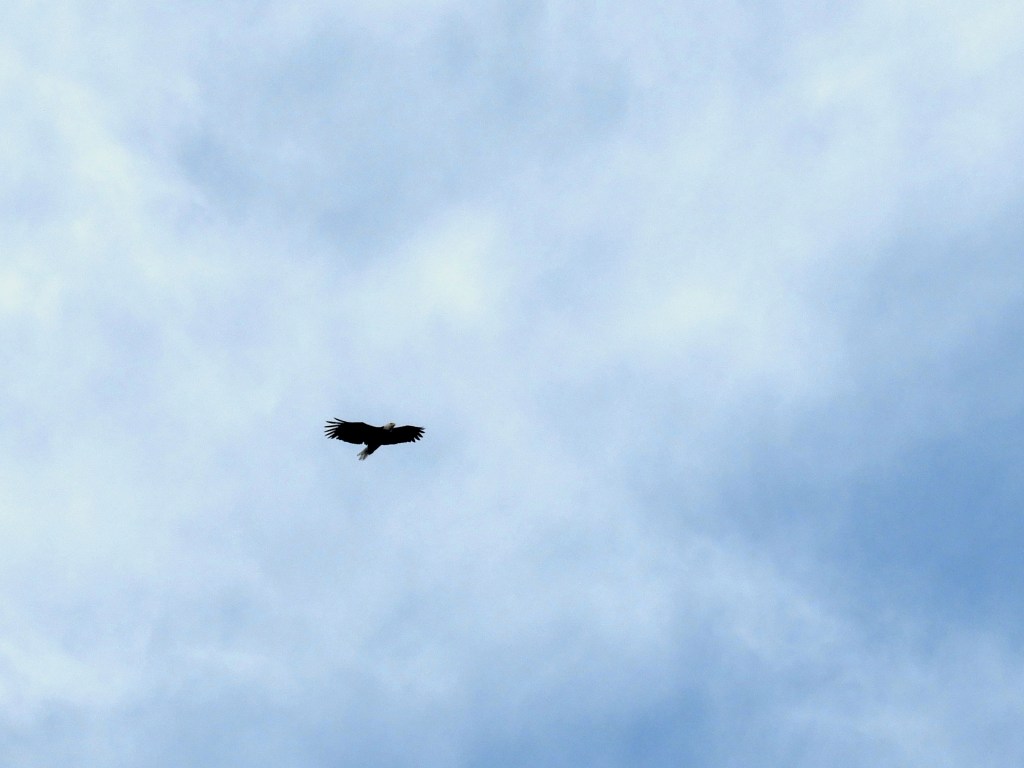 Raptor Season – Between Heaven and&nbsp;Earth