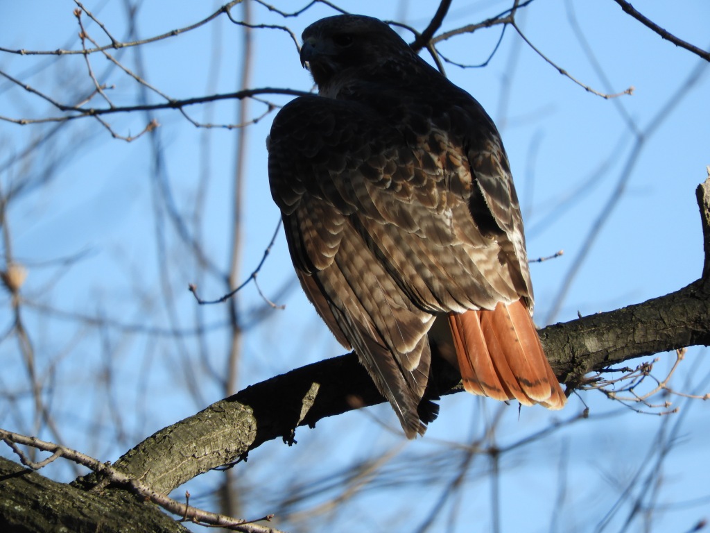 Birds of the New Year in Inwood and Highlights of 2023 in Local Birding