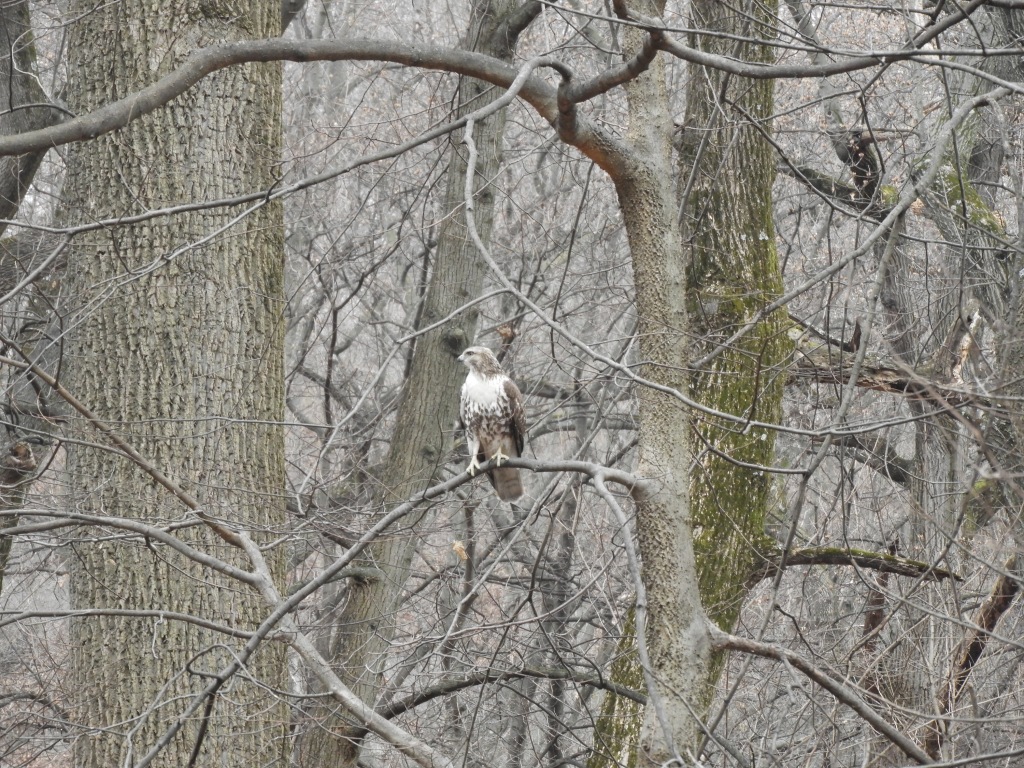The Hunting Party - Red-tailed Hawks Chase Squirrels on a Winter Morning