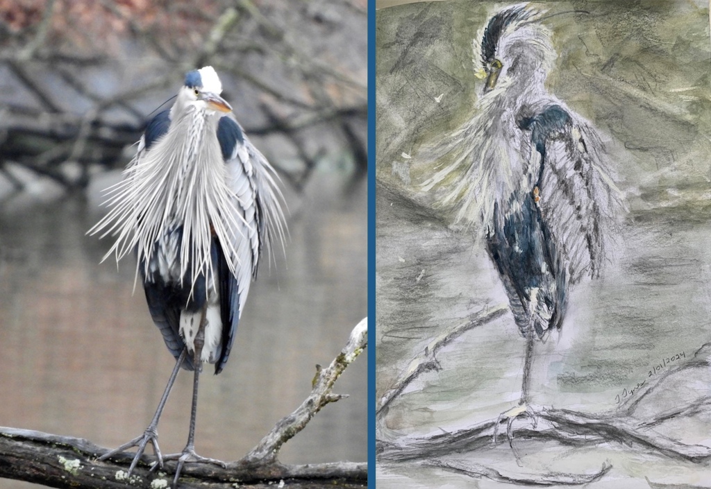 Feathers Flying – Rhapsody in a Great Blue Heron