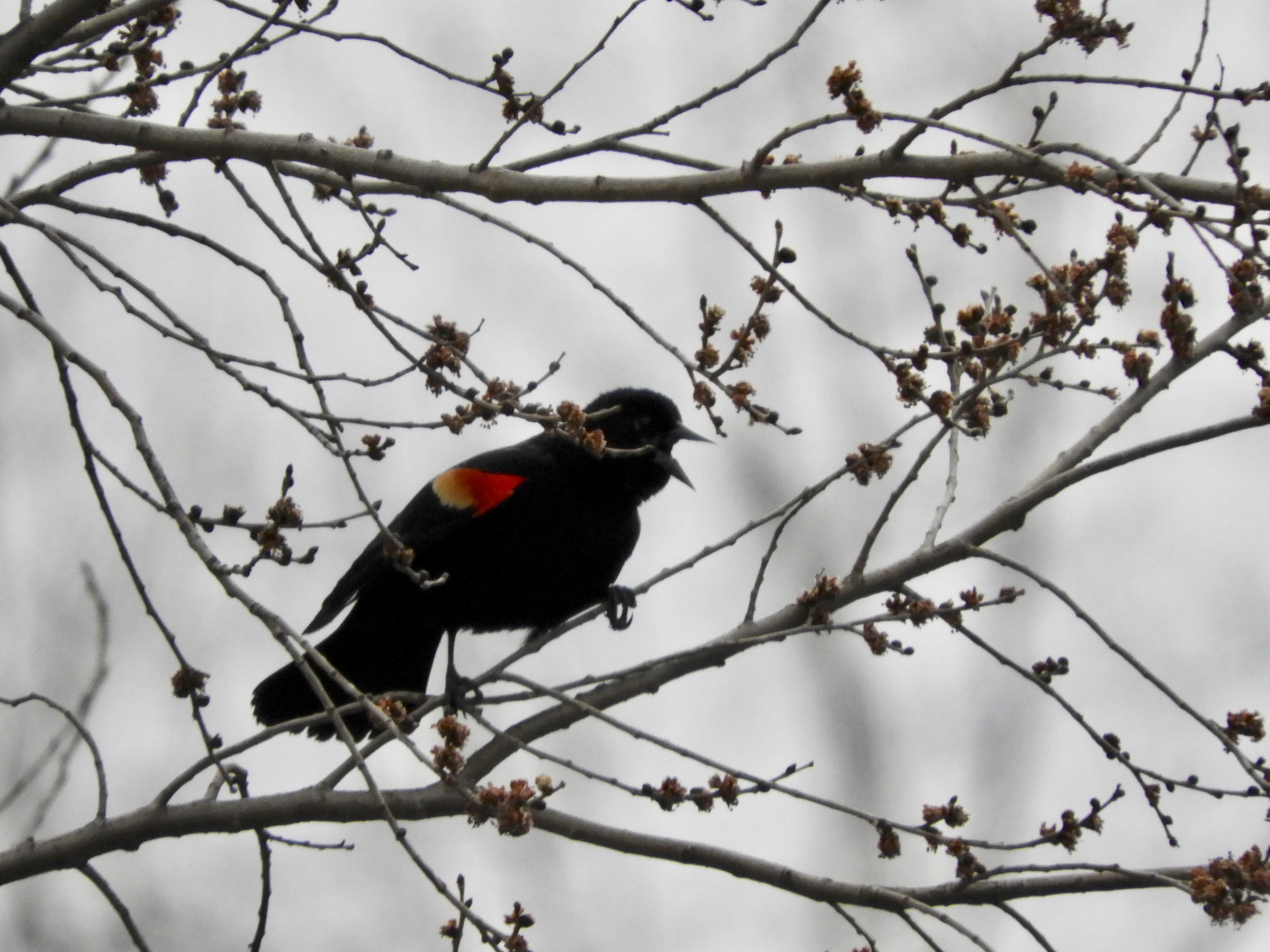 Red-winged Blackbirds Return to the Marsh – Birds of Inwood