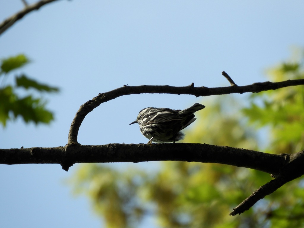 Scaling the Heights with the Black-and-white Warblers