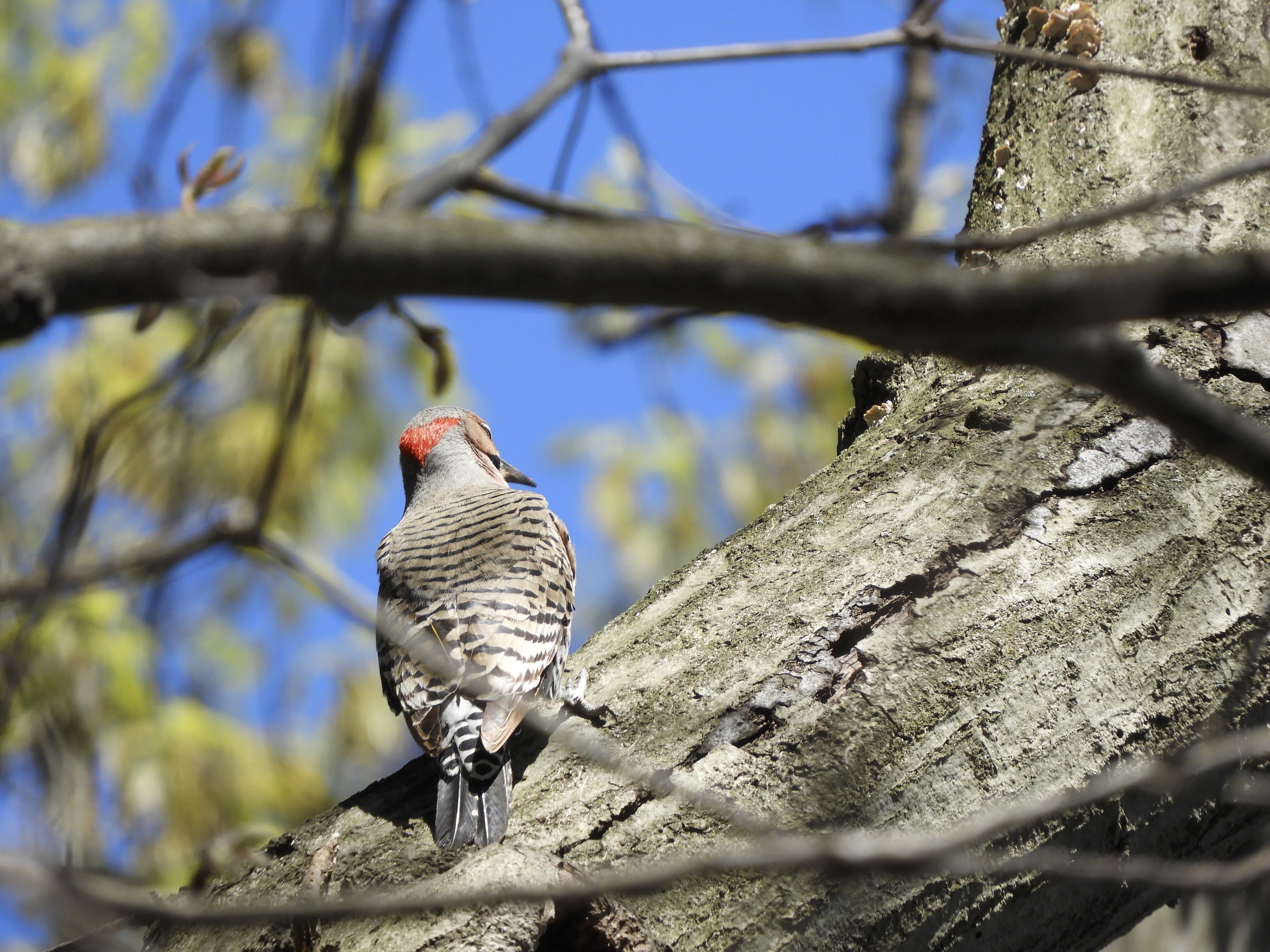Sightings Spring 2024 – April 2024 – Birds of Inwood