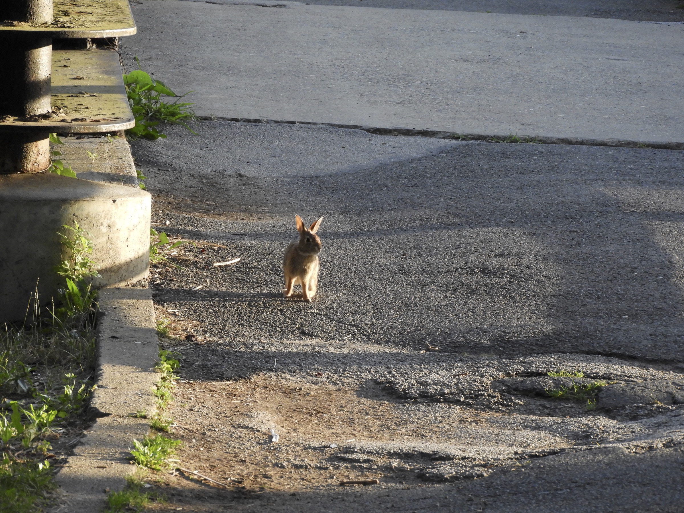 Sightings Summer 2024 – June 2024 – Birds of Inwood