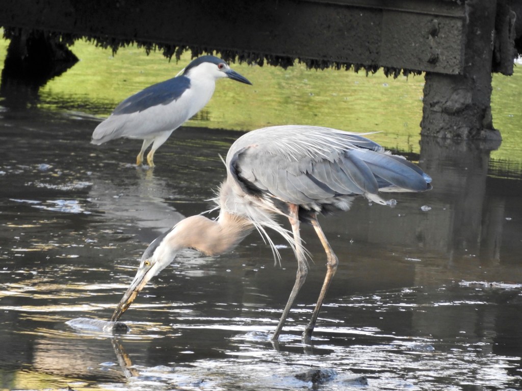A Hot Heron Summer at the Salt&nbsp;Marsh