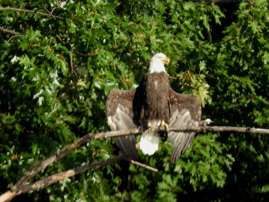 A Heavenly Host of Egrets and a Bald Eagle Strikes a Pose 