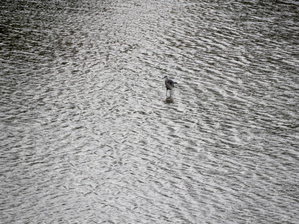 Herons From On High, and a Juvenile Black-Crowned Night Heron Goes&nbsp;Fishing