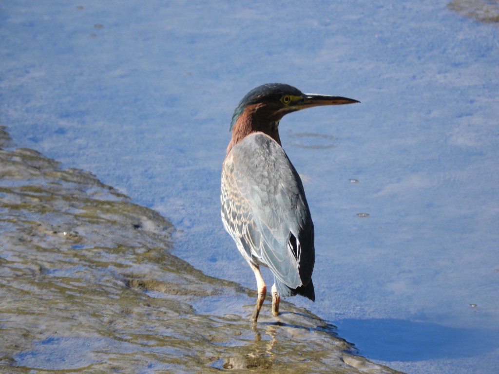The Early Autumn of Herons and&nbsp;Hawks