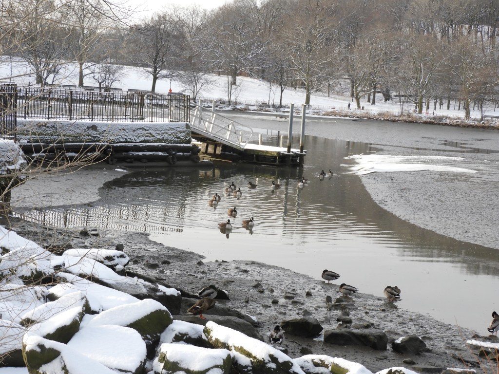 A Gull, a Goose, and the Odd Duck in Wild and Wintry&nbsp;Weather