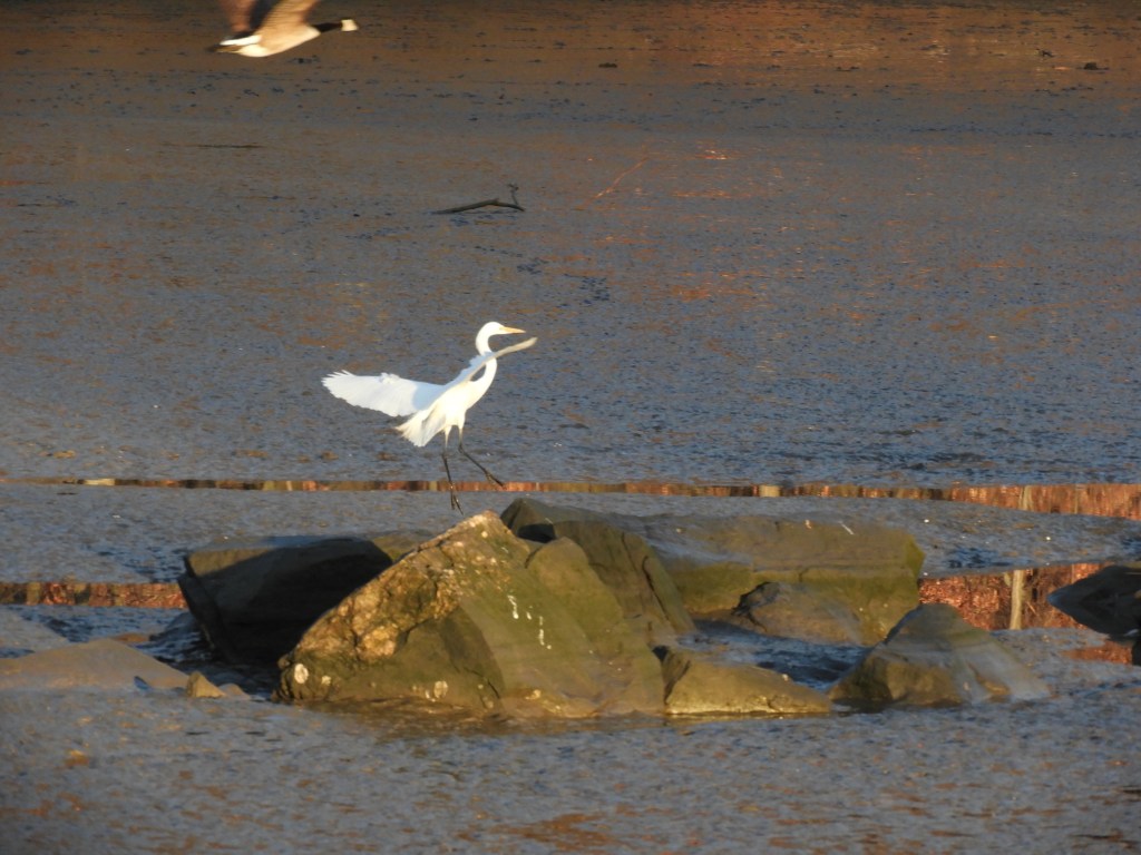 Birds of Inwood in a Golden Light on the Last Full Day of&nbsp;Winter