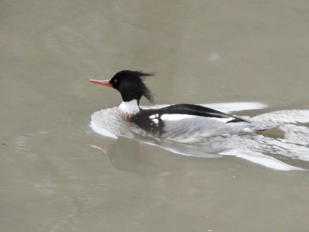 As Foretold, a Red-breasted Merganser Visits Inwood Hill Park 