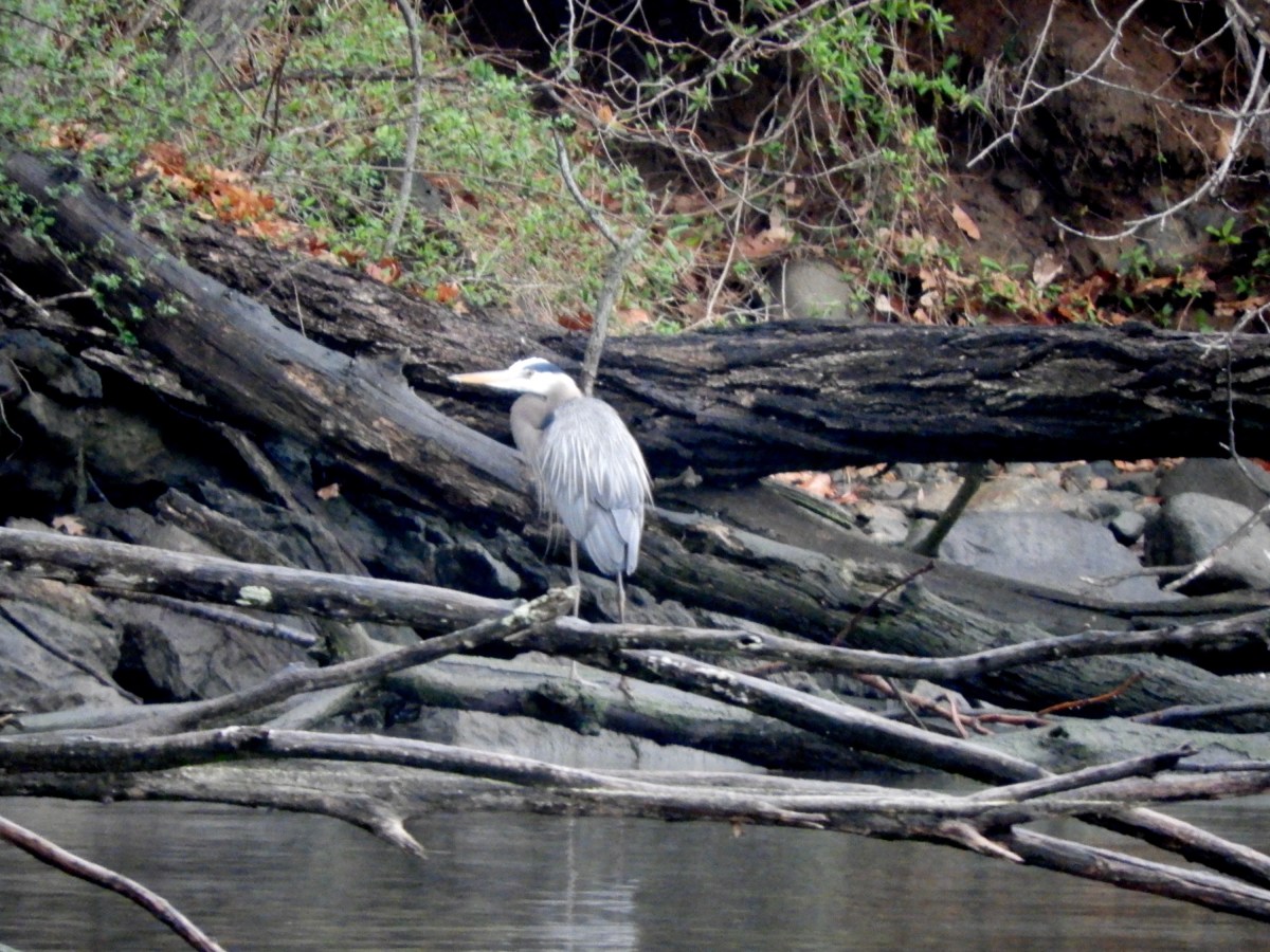 Meditations on a Great Blue Heron 