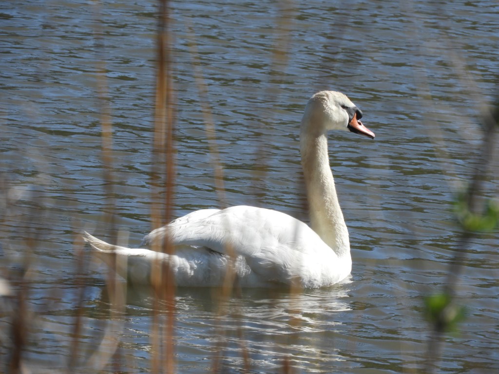 Swan Lake at the Salt&nbsp;Marsh