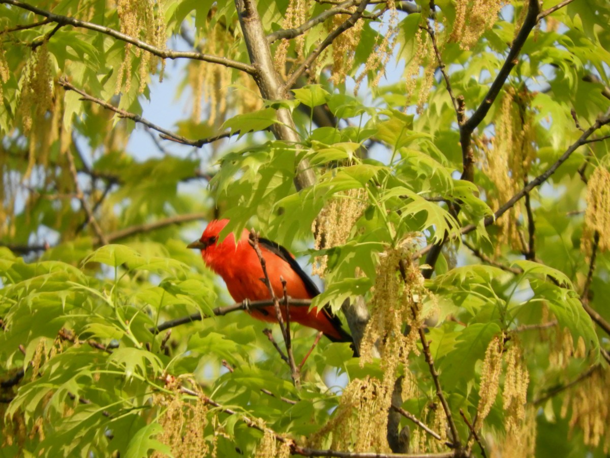 Scarlet Tanagers: Wear Red to Steal the&nbsp;Show