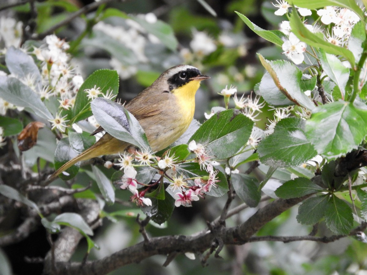 A Common Yellowthroat Explores the Blooming Hawthorn&nbsp;Trees