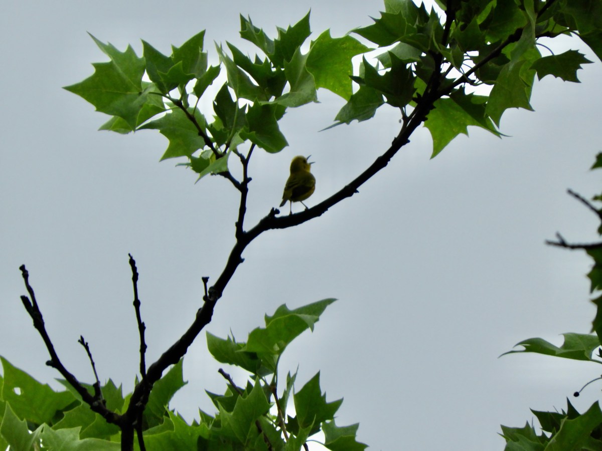 A Yellow Warbler’s Epic Journey, and Watching the&nbsp;Tides