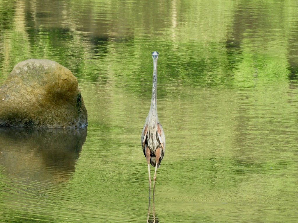 Dreams of Herons in the Early&nbsp;Morning