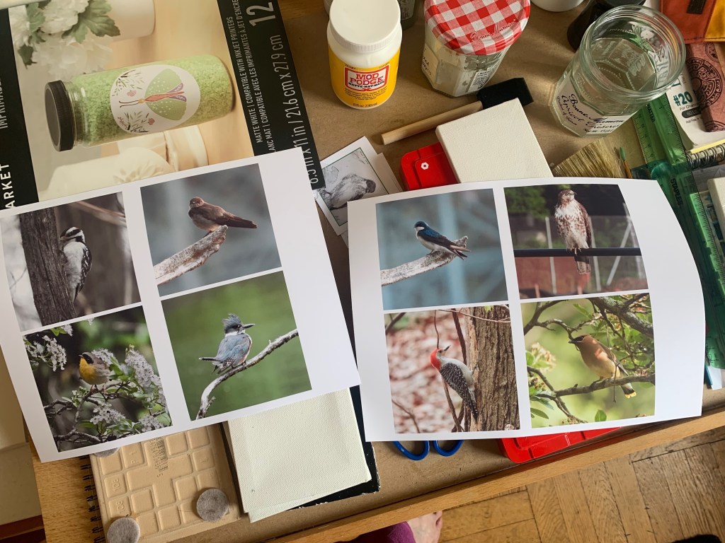 Creative Ideas for Enjoying Your Favorite Bird Photos in Everyday Life 