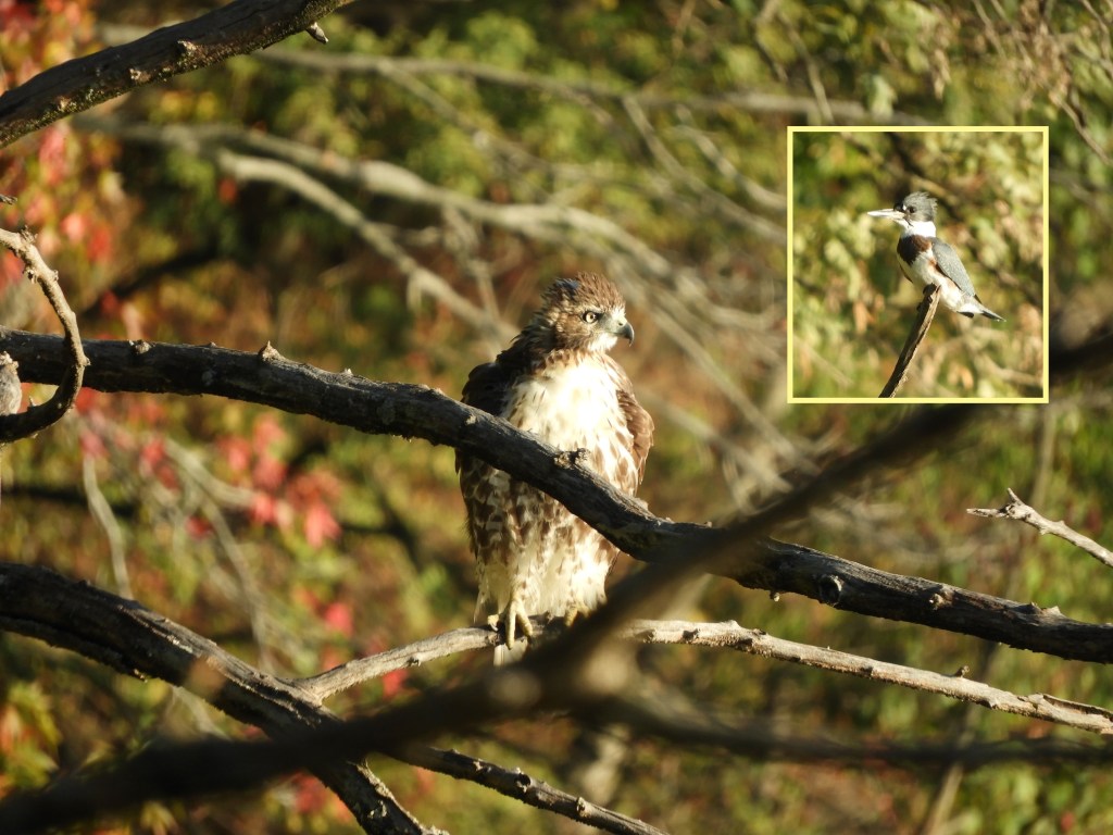 The Hawk and the&nbsp;Kingfisher