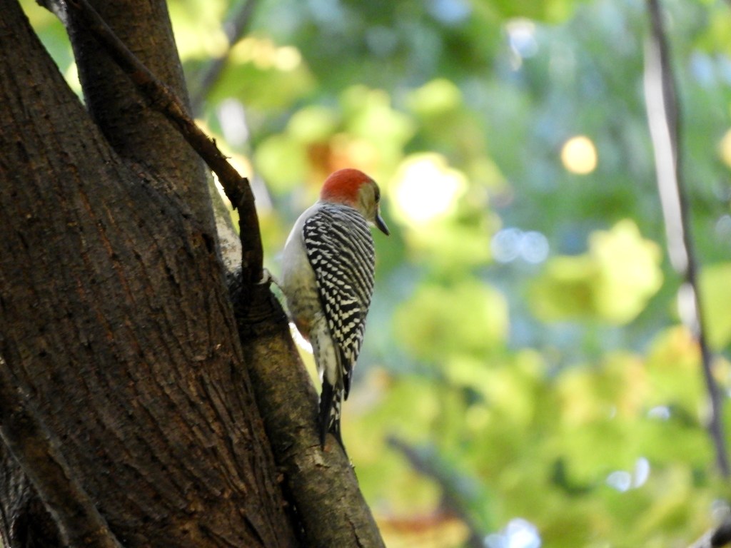 Fall Birding Falls Into Place: Notable Birds of Inwood During&nbsp;Mid-October