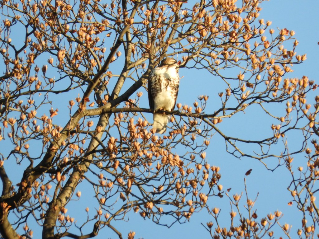 A Thanksgiving with Hawks and All the Birds of&nbsp;Inwood