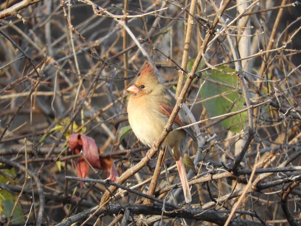 Sightings Winter 2025 – December 2025