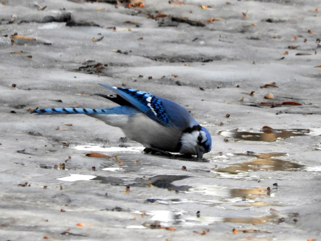 The Slow, Cold Start of Birdwatching in&nbsp;2026