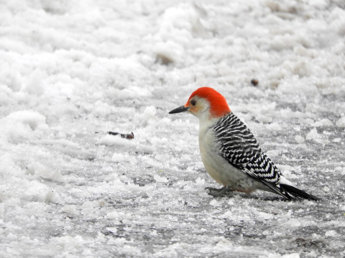The Snows of January and the Birds of&nbsp;Inwood