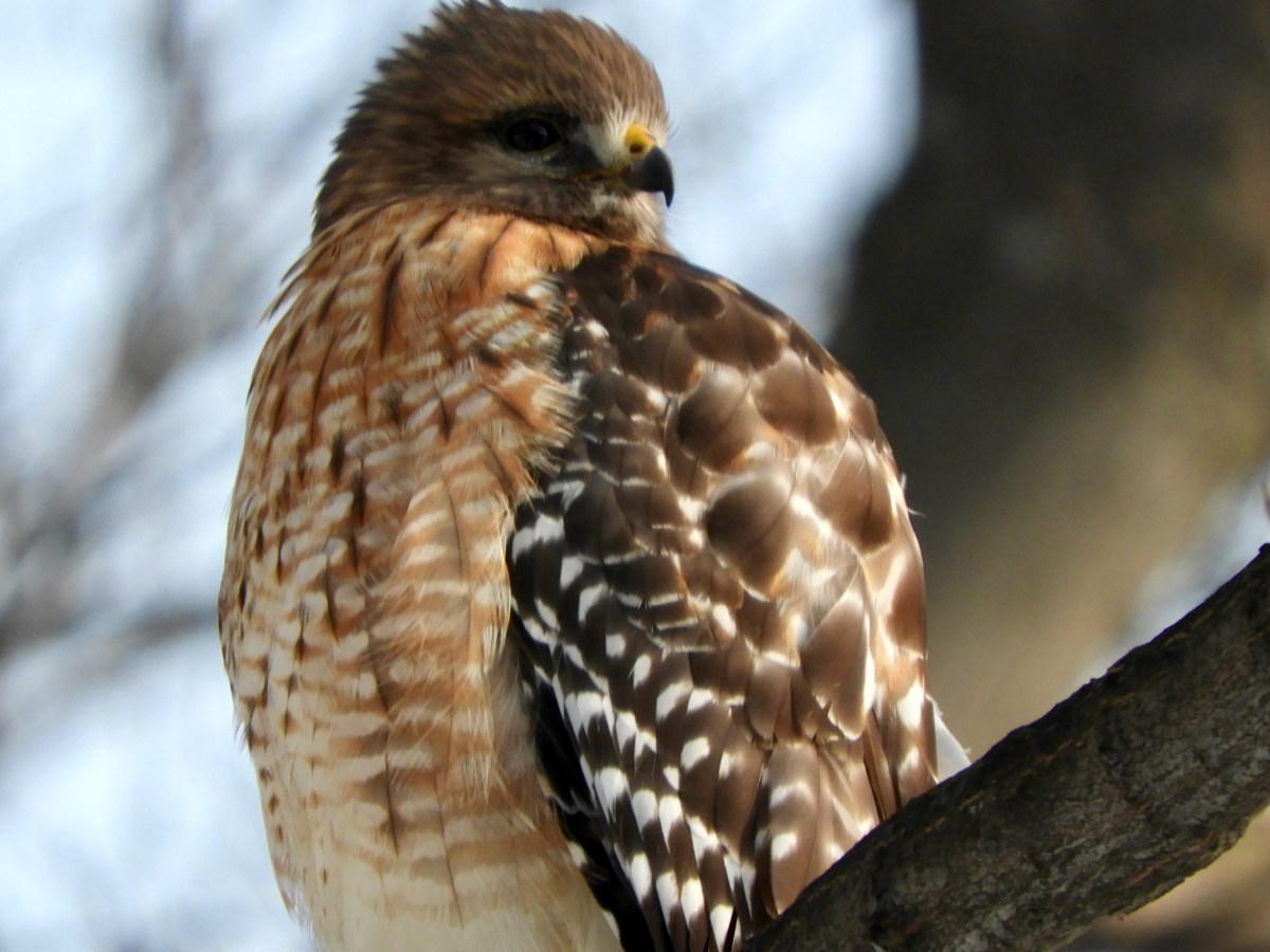 A Red-shouldered Hawk for Valentine’s&nbsp;Day