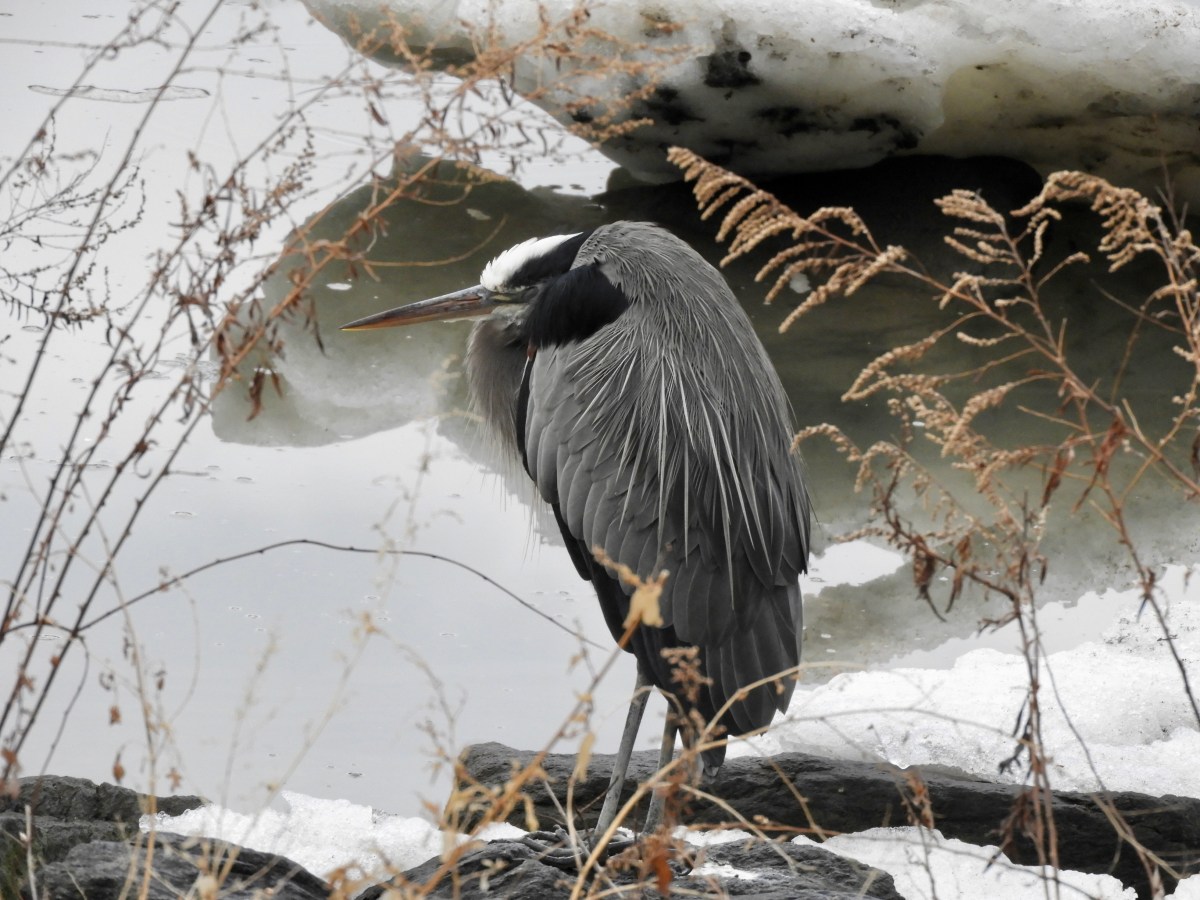 Blizzard Warning: A Great Blue Heron Hunkers Down, and Other Stories of the Birds of Inwood in a Cold and Snowy Month 