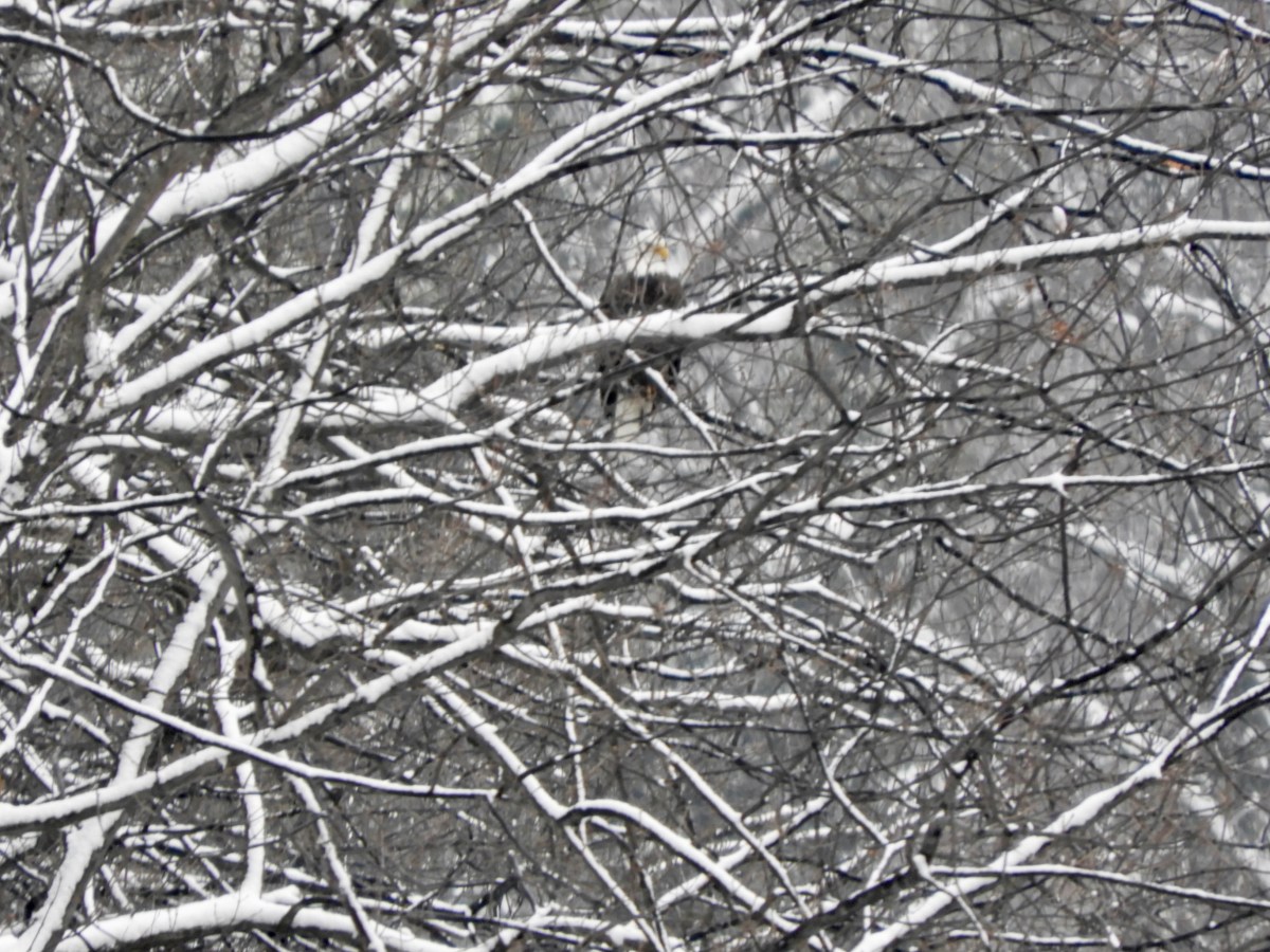 The Snowiest of Snows, and a Bald Eagle&nbsp;Appears