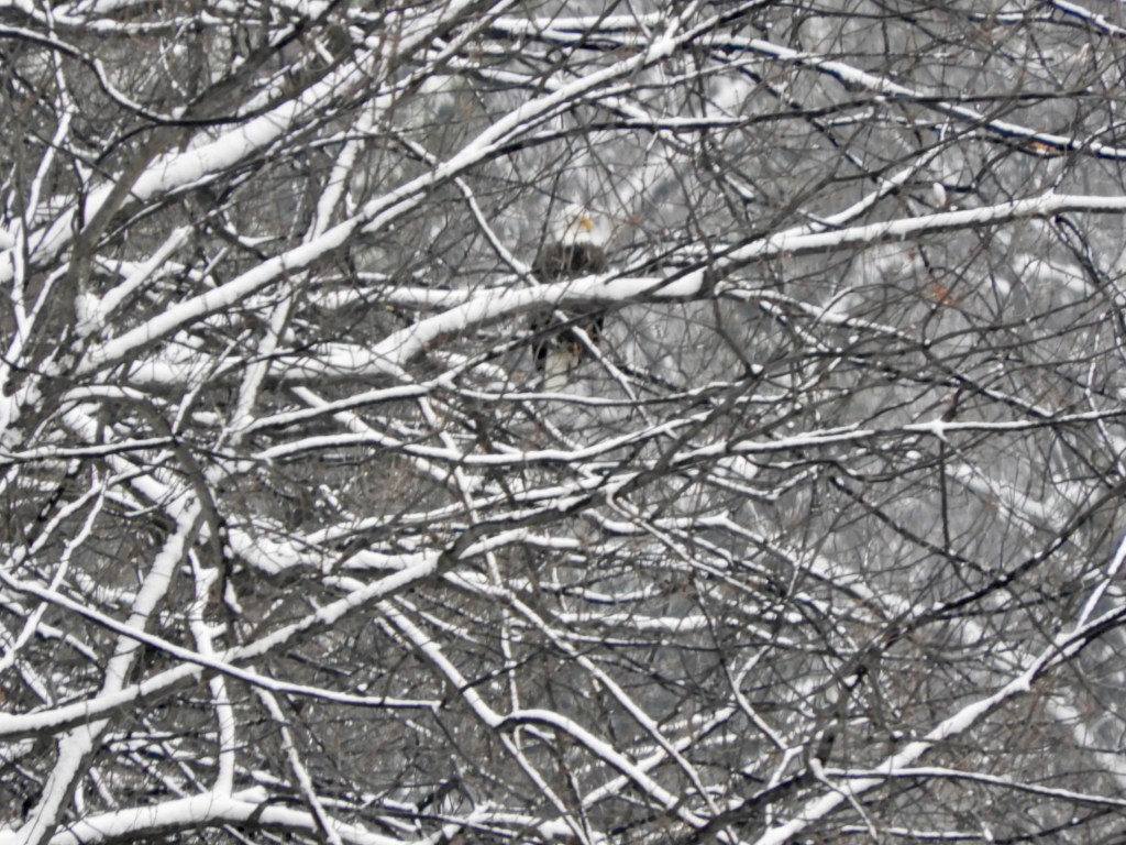The Snowiest of Snows, and a Bald Eagle&nbsp;Appears