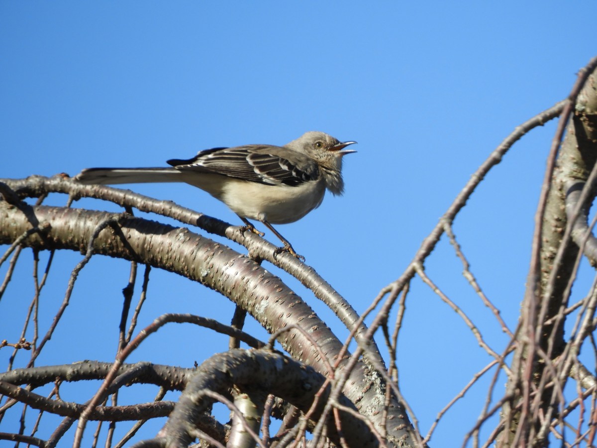 Northern Mockingbird – The Bossiest Singer in the&nbsp;Park