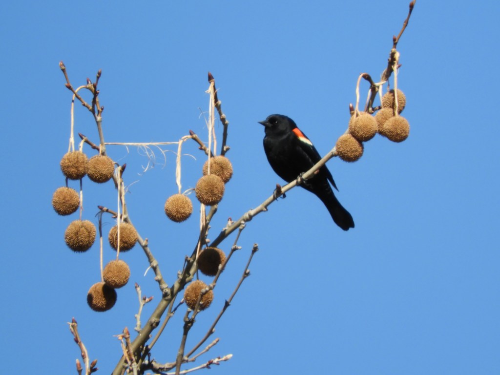 An Early Spring Preview of the Birds of Inwood 