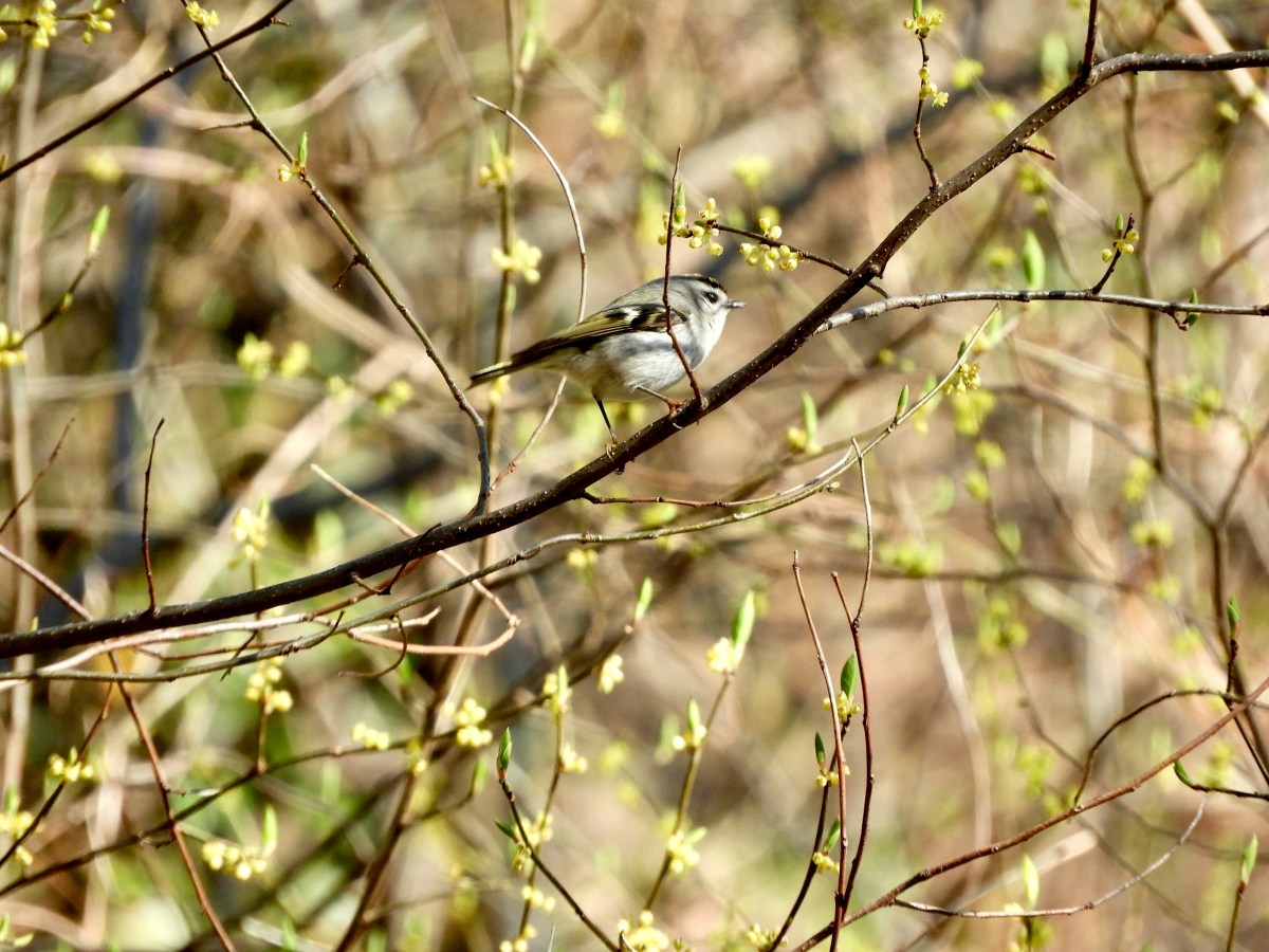 The Kinglets of the Forest, with More Stories and Tech-Related Mishaps in the Age of Digital&nbsp;Birding
