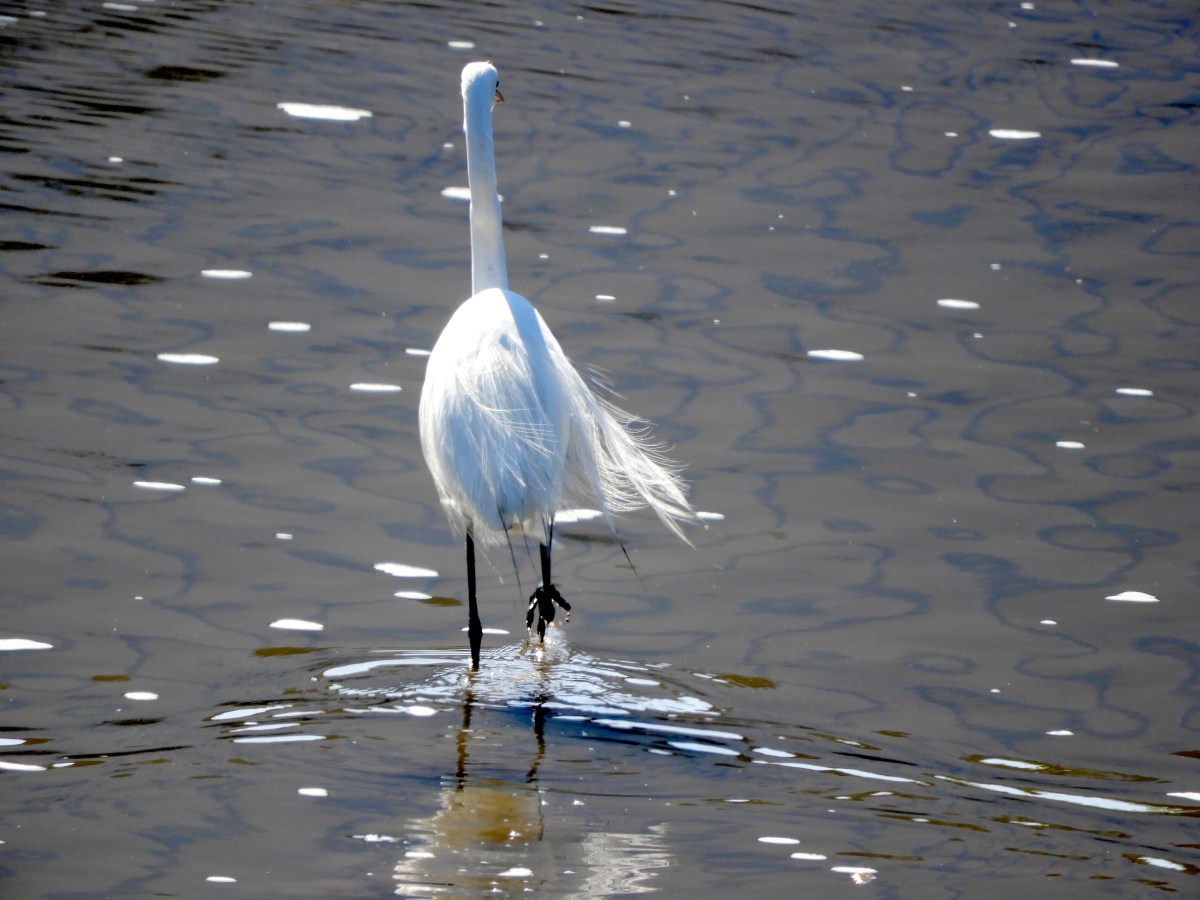 A Flurry of Yellow-rumped Warblers, Northern Flickers Flickering, and a Great Egret&nbsp;Returns