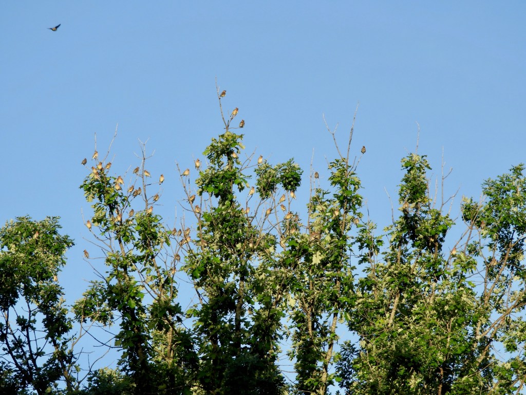 Field Notes from the 2026 Cedar Waxwing Gathering in Isham Park 