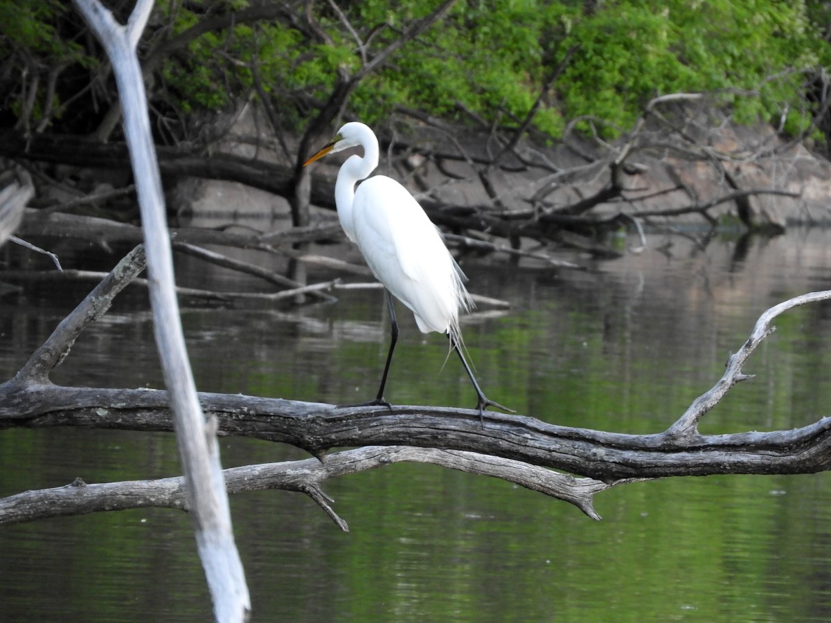 An Evening Walk with a Great Egret, and Spring Migration&nbsp;Report