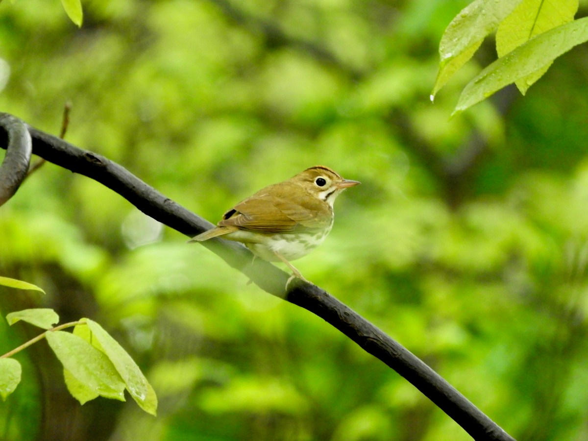 Birds on the Forest Floor: Ovenbird and&nbsp;Veery