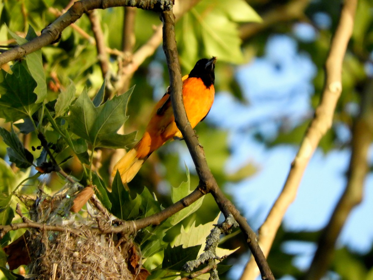 Sporting Colors: The 2026 Baltimore Orioles Season in Inwood Hill&nbsp;Park