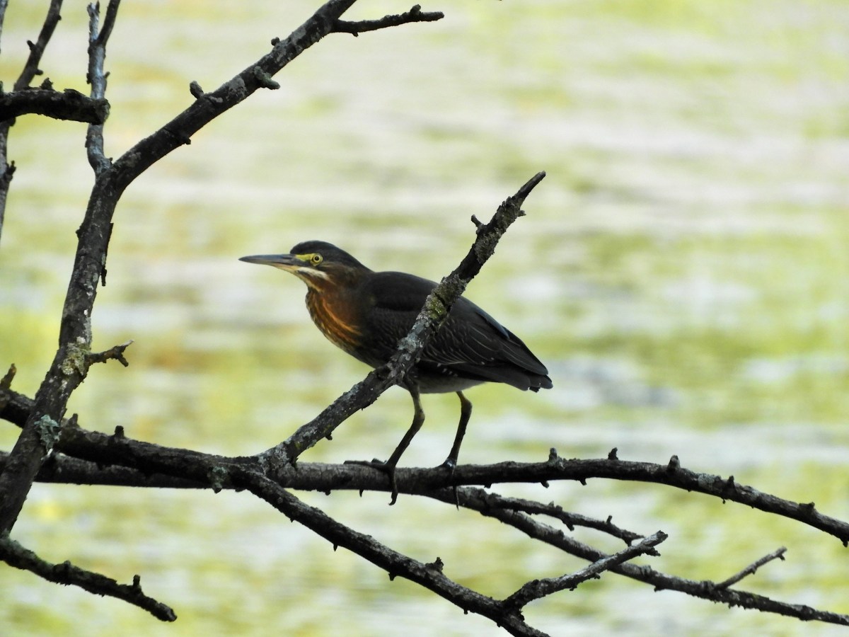 A Green Heron Joins the Other Dinosaurs, and the Pursuit of the Big&nbsp;Picture