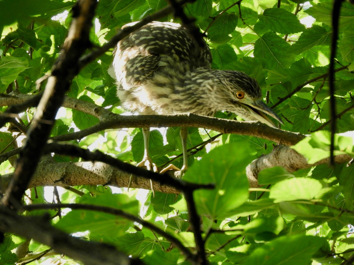 Herons in Trees: Watching and Waiting at High&nbsp;Tide