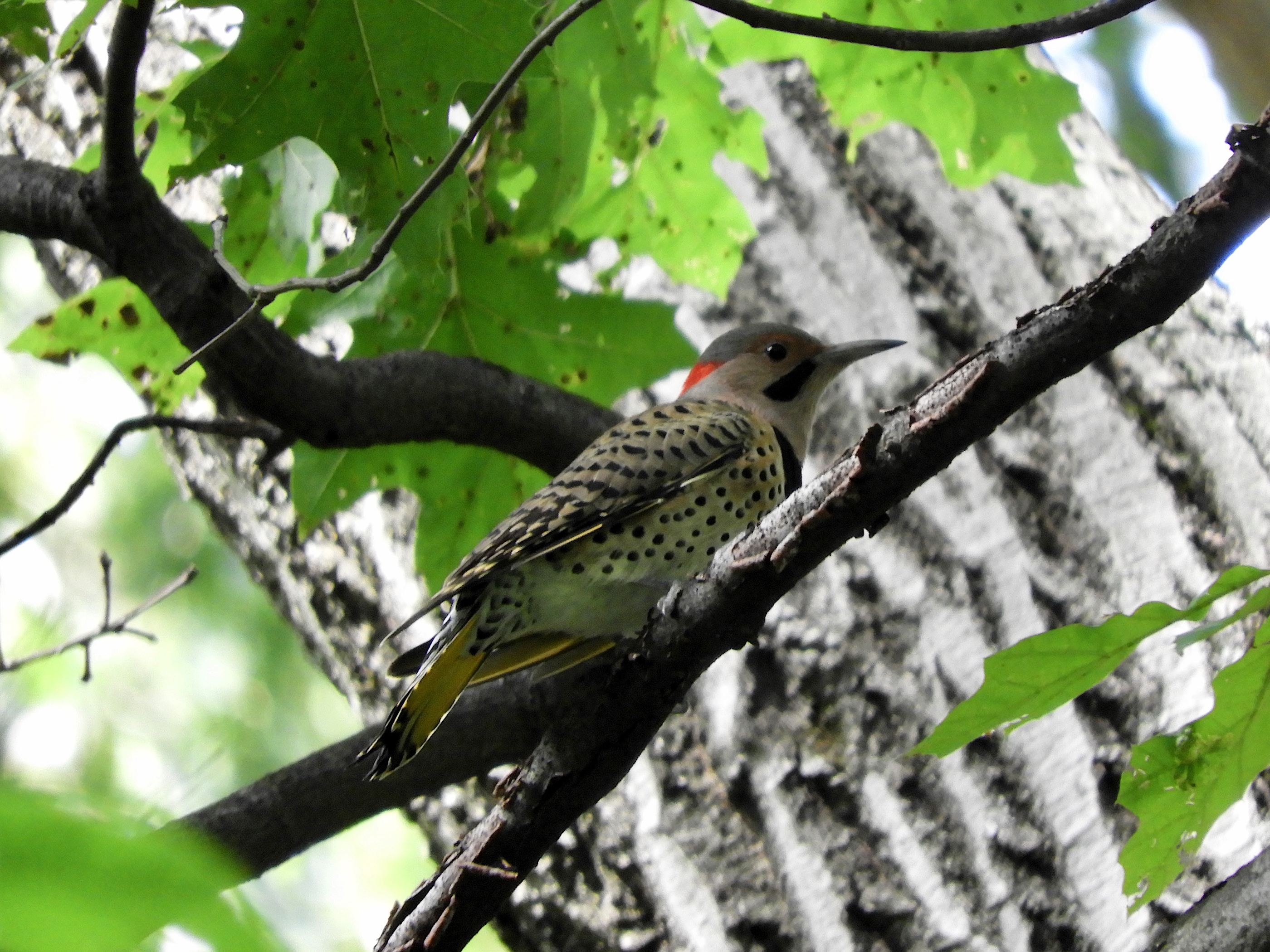 Sightings Fall 2026 September 2026 Birds Of Inwood Sightings Fall 2026 September 2026 Birds Of Inwood